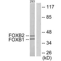 FOXB1/FOXB2 Antibody