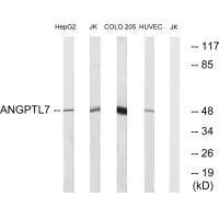 ANGPTL7 Antibody