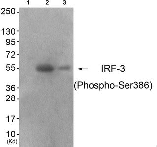 Phospho-IRF3 (Ser386) Antibody