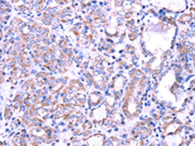 SRPK1 Antibody