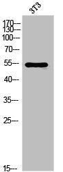 FGFRL1 Antibody