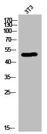 PPARA Antibody