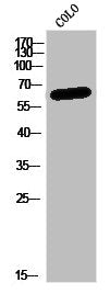 CDKAL1 Antibody