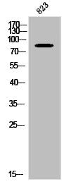 RFWD3 Antibody