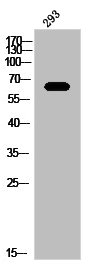 ENAH Antibody