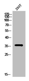 PBK Antibody