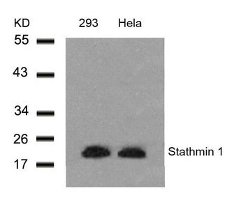 STMN1 (Ab-25) Antibody