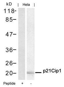 CDKN1A (Ab-145) Antibody