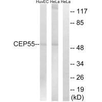 CEP55 Antibody