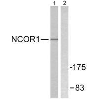 NCOR1 Antibody