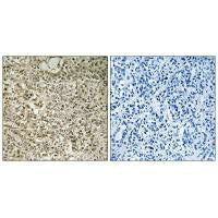 UBA52 Antibody