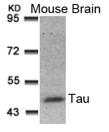 MAPT (Ab-181) Antibody