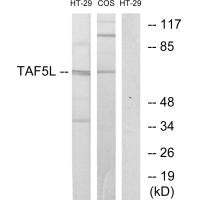 TAF5L Antibody