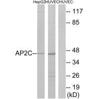 TFAP2C Antibody