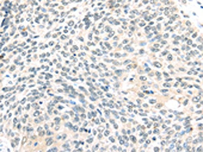 TCEB1 Antibody