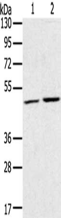 RRAGC Antibody