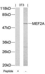 MEF2A (Ab-312) Antibody