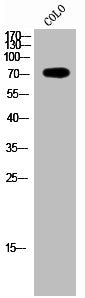PAK7/PAK6 Antibody