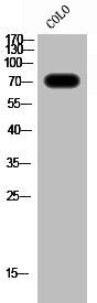 RAF1 Antibody