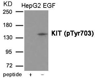 Phospho-KIT (Tyr703) Antibody