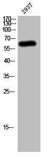 SENP2 Antibody