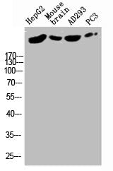 RYR2 Antibody