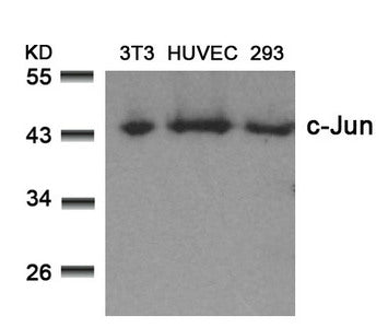 JUN (Ab-73) Antibody