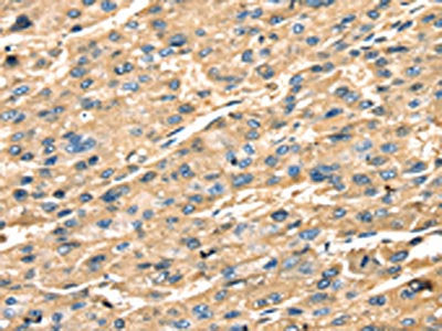 STX18 Antibody
