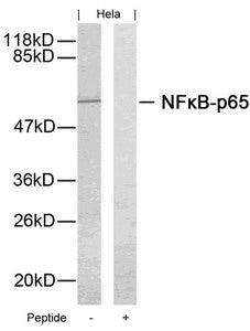 RELA (Ab-276) Antibody
