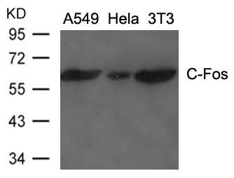 FOS Antibody
