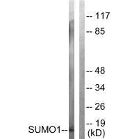 SUMO1 Antibody