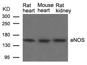NOS3 (Ab-1177) Antibody