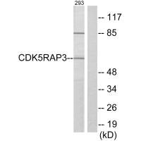 CDK5RAP3 Antibody