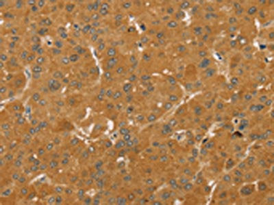 TAF11 Antibody