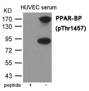 Phospho-MED1 (Thr1457) Antibody