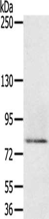 MEP1A Antibody