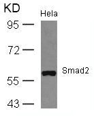 SMAD2 (Ab-467) Antibody