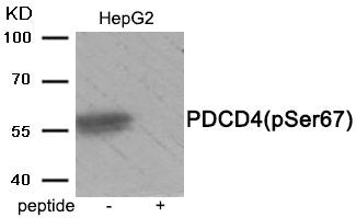 Phospho-PDCD4 (Ser67) Antibody