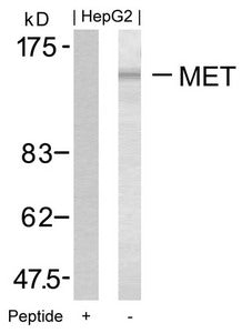 Met Antibody