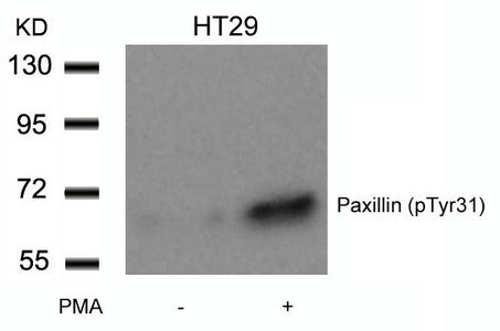 Phospho-PXN (Tyr31) Antibody