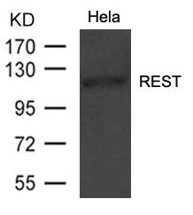 REST Antibody