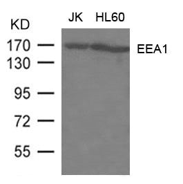EEA1 Antibody