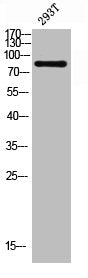 RFWD2 Antibody
