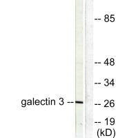 LGALS3 Antibody