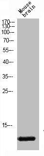 VAMP1/VAMP2/VAMP3 Antibody