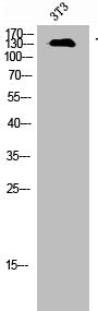 TGFBR3 Antibody