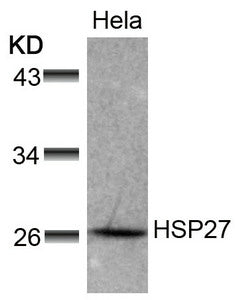 HSPB1 (Ab-78) Antibody