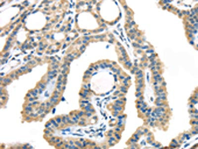VGF Antibody
