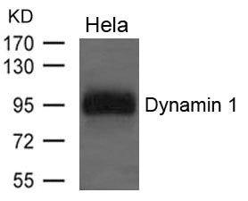 DNM1 Antibody