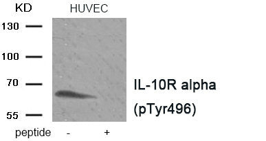 Phospho-IL10RA (Tyr496) Antibody